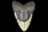 Fossil Megalodon Tooth - + Foot Shark #75533-2